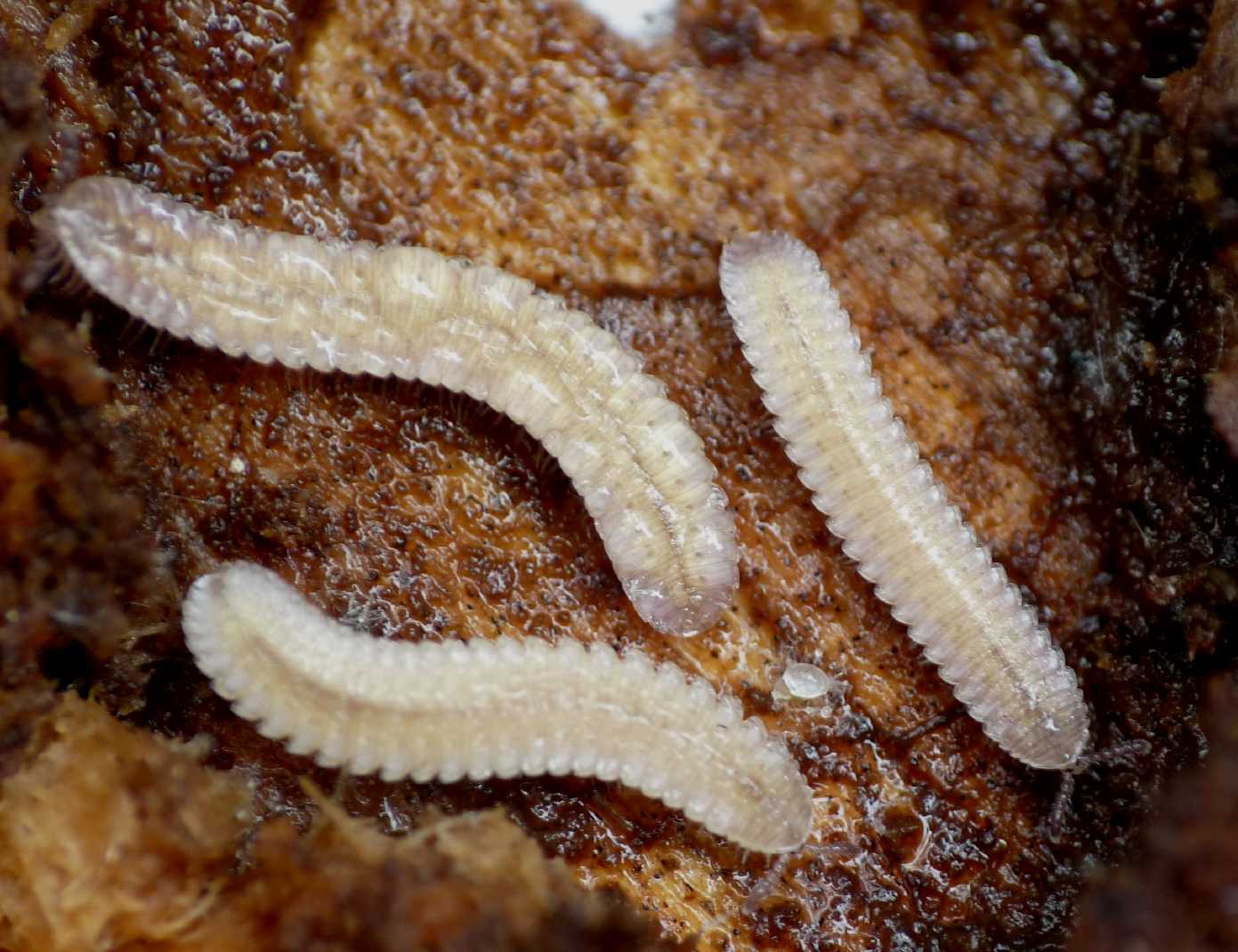 Piccoli Diplopoda piatti: Hirudisoma sp. (Polyzonidae)